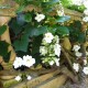 Thunbergia grandiflora 'Alba'