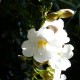 Thunbergia grandiflora 'Alba'