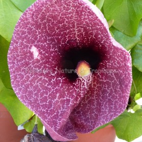 Aristolochia maxima