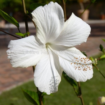 Hibiscus rosa sinensis 'Dainty White'