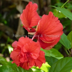 Hibiscus rosa sinensis 'Pagoda Rouge'