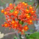 Jatropha podagrica