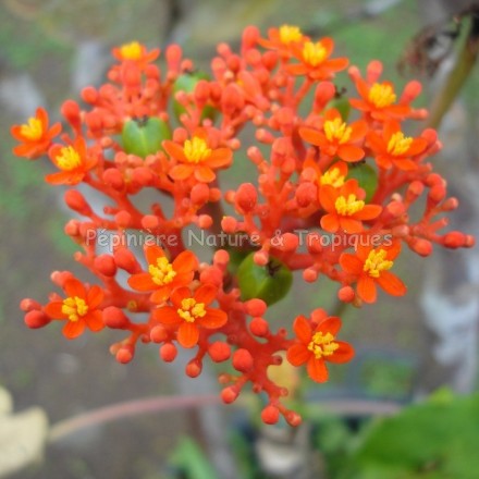 Jatropha podagrica