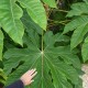 Tetrapanax papyrifera 'Streroidal Giant'