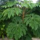 Tetrapanax papyrifera 'Streroidal Giant'