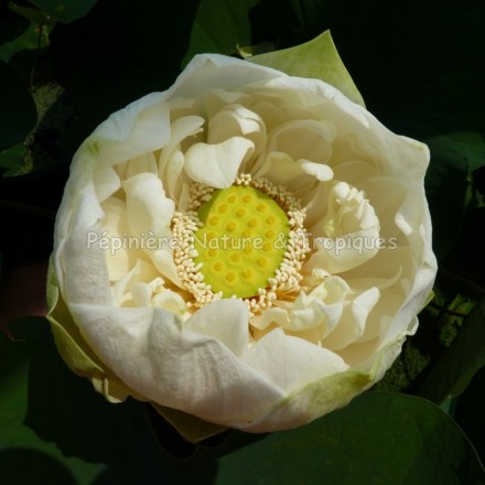 Nelumbo nucifera - Lotus 'Shiroman' - Lotus Double Jaune et Blanc