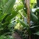 Strelitzia gigantea