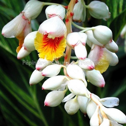 Alpinia zerumbet variegata