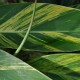 Alpinia zerumbet variegata