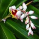 Alpinia zerumbet