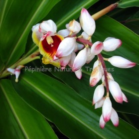 Alpinia zerumbet