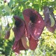 Aristolochia maxima