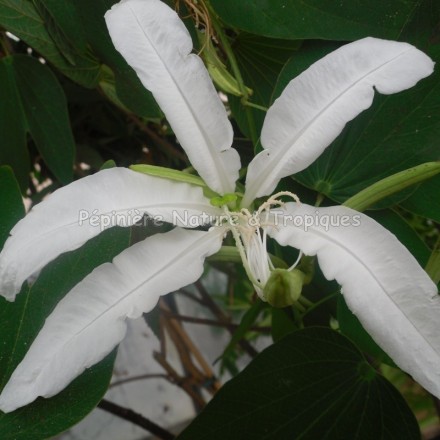 Bauhinia corniculata