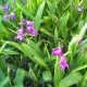 Bletilla striata - Orchidée Rustique