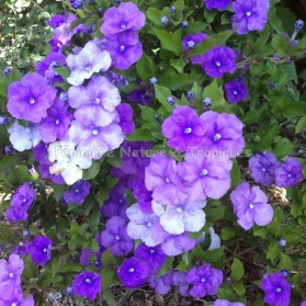 Brunfelsia australis