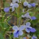 Clerodendrum ugandense