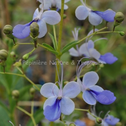 Clerodendrum ugandense