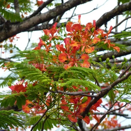 Delonix regia - Flamboyant Rouge