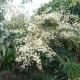 Tetrapanax Papyrifera