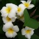 Plumeria rubra 'Grace' - Frangipanier Jaune et Blanc