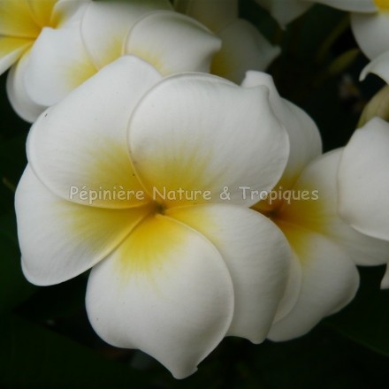 Plumeria rubra 'Grace' - Frangipanier Jaune et Blanc