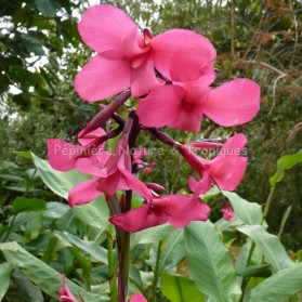 Canna iridiflora 'Ehemanii'