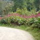 Canna iridiflora 'Ehemanii'