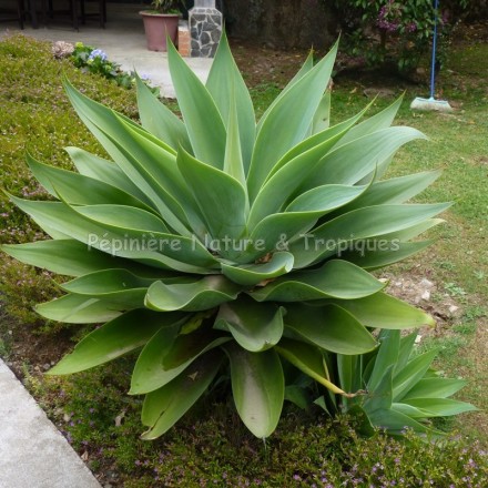 Agave attenuata - Agave Queue de renard