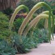 Agave attenuata - Agave Queue de renard