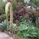 Agave attenuata - Agave Queue de renard