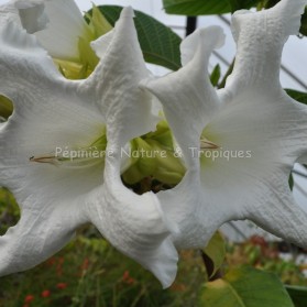 Beaumontia grandiflora - Trompettes du Népal