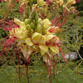 Caesalpinia gilliesii - Flamboyant Nain d'Argentine