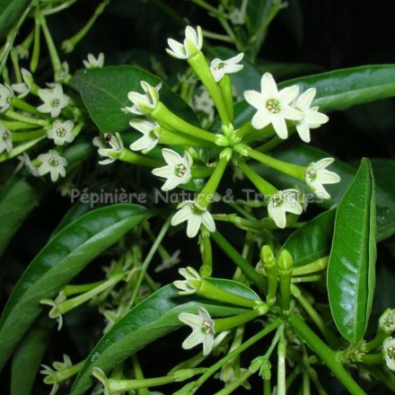 Cestrum nocturnum - Galant de nuit