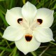 Dietes bicolor