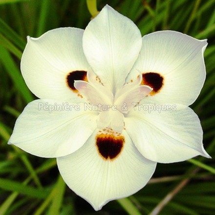 Dietes bicolor