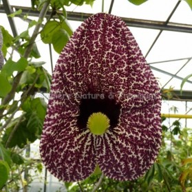 Aristolochia elegans