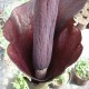 Amorphophallus rivierii