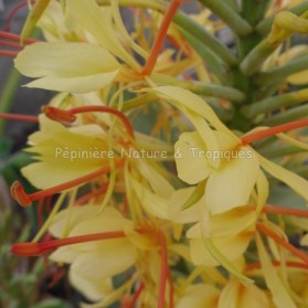 Hedychium gardnerianum