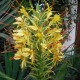 Hedychium gardnerianum