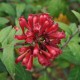 Cestrum rubrum