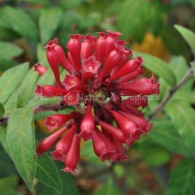 Cestrum rubrum