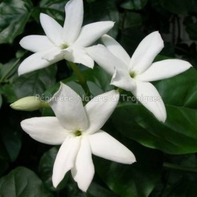 Jasminum sambac - Jasmin parfumé - Jasmin d'Arabie