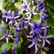 Petrea volubilis