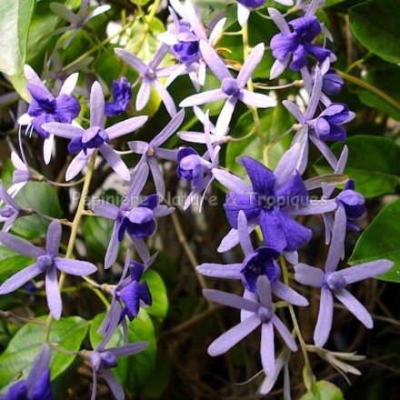 Petrea volubilis