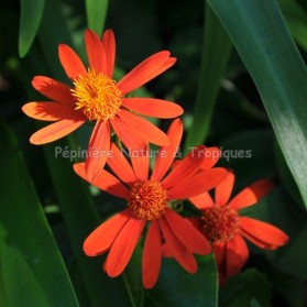 Senecio confusus - Pseudogynoxys chenopodioides