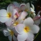 Plumeria rubra 'Pink Creamly' - Frangipanier Rose et Blanc