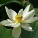 Nelumbo nucifera 'Alba Grandiflora' - Lotus Blanc