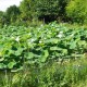 Nelumbo nucifera 'Alba Grandiflora' - Lotus Blanc