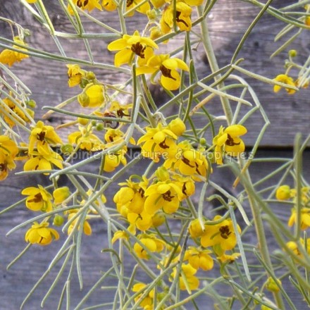 Senna artemisoides