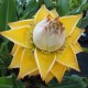 Musella lasiocarpa - Bananier nain